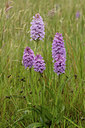 BUITEN BEELD Foto: 94665