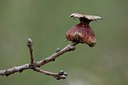 BUITEN BEELD Foto: 94706