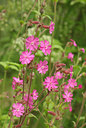 BUITEN BEELD Foto: 94761