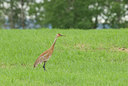 BUITEN BEELD Foto: 94777