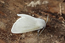 BUITEN BEELD Foto: 94841