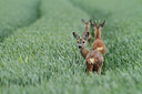 BUITEN BEELD Foto: 94857