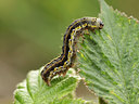 BUITEN BEELD Foto: 94862