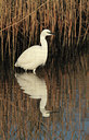 BUITEN BEELD Foto: 95003