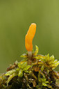 BUITEN BEELD Foto: 95012