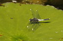 BUITEN BEELD Foto: 95014