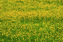 BUITEN BEELD Foto: 95045