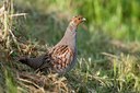 BUITEN BEELD Foto: 95075