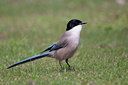 BUITEN BEELD Foto: 95094