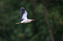 BUITEN BEELD Foto: 95155