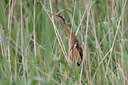 BUITEN BEELD Foto: 95158