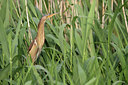 BUITEN BEELD Foto: 95160