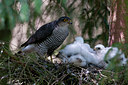 BUITEN BEELD Foto: 95200