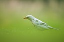 BUITEN BEELD Foto: 95254