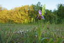 BUITEN BEELD Foto: 95347