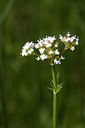 BUITEN BEELD Foto: 95393