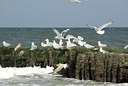 BUITEN BEELD Foto: 95607