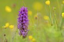 BUITEN BEELD Foto: 95770