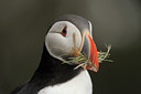 BUITEN BEELD Foto: 95830
