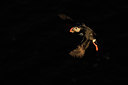 BUITEN BEELD Foto: 95831