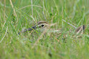 BUITEN BEELD Foto: 95868