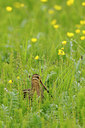 BUITEN BEELD Foto: 95879