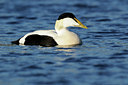 BUITEN BEELD Foto: 95886