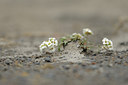BUITEN BEELD Foto: 95935