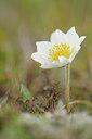 BUITEN BEELD Foto: 95949