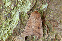 BUITEN BEELD Foto: 95991