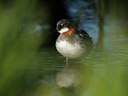 BUITEN BEELD Foto: 95996
