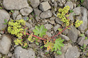 BUITEN BEELD Foto: 96020