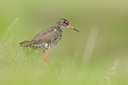 BUITEN BEELD Foto: 96072