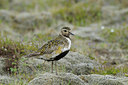 BUITEN BEELD Foto: 96154