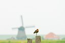 BUITEN BEELD Foto: 96164