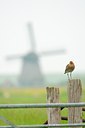 BUITEN BEELD Foto: 96168