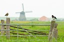 BUITEN BEELD Foto: 96173