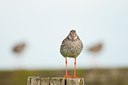 BUITEN BEELD Foto: 96176