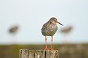 BUITEN BEELD Foto: 96178