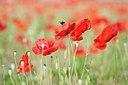 BUITEN BEELD Foto: 96181