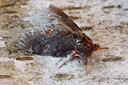 BUITEN BEELD Foto: 96221