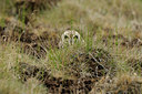 BUITEN BEELD Foto: 96238