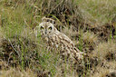 BUITEN BEELD Foto: 96239