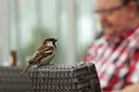 BUITEN BEELD Foto: 96299