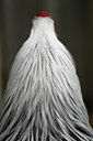 BUITEN BEELD Foto: 96338