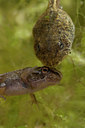BUITEN BEELD Foto: 96353