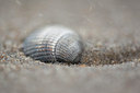 BUITEN BEELD Foto: 96369