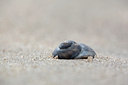 BUITEN BEELD Foto: 96372