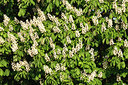 BUITEN BEELD Foto: 96485