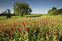 BUITEN BEELD Foto: 96486